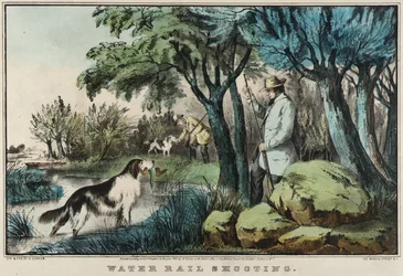 Water Rail Shooting