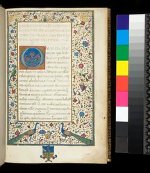 Ms 336. Sallust, Catiline and Jugurtha, f. 1r. Full illuminated border with peacocks, rabbits, green parakeets and a dove
