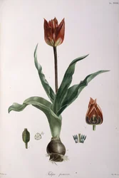 Tulipa praecox