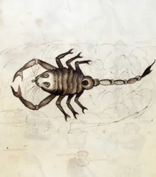 The zodiac sign Scorpio