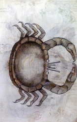 A crab, zodiac sign for Cancer