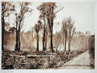 Seventy-Mile Bush