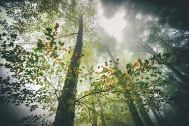 Misty Autumn Forest