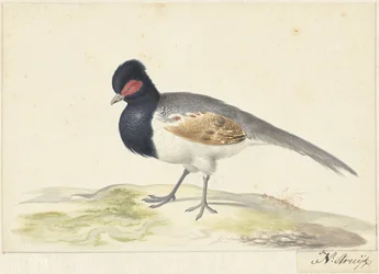 Bird with grey tail feathers, black head with red patch, facing left