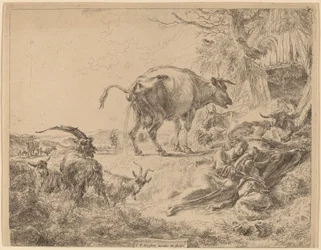 Cow Pissing