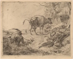 Cow Pissing