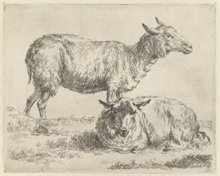 Standing and Lying Sheep