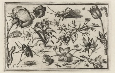 Flowers and Insects (Birds, Flowers, Insects, etc.)