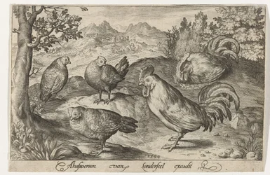 Three Chickens and Two Roosters Birds and Insects (series title)