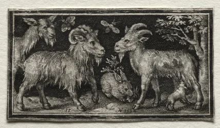 Goats and Hare