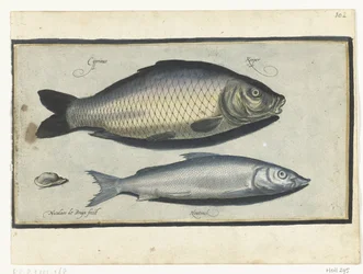 Carp and Whitefish