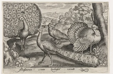 Two Peacocks and a Turkey - Birds and Insects (series title)