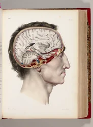 A Hand Coloured Lithograph of a Dissected Head in Profile Showing the Brain, from Traite Complet de l