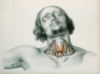 Cross-Section of the Throat, from 