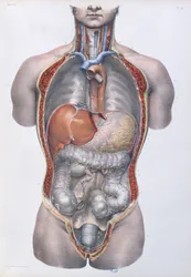 Internal organs, plate from 