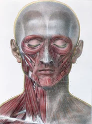 Musculature of the face, plate from 