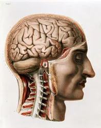 The Brain, plate from 