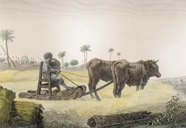 Harvesting Corn, from Volume II Arts and Trades of 