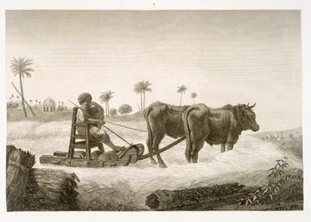Harvesting Corn, from Volume II Arts and Trades of 