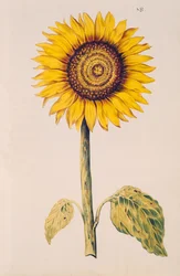 Sunflower or Helianthus, from 