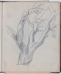 Study of Tree Crown
