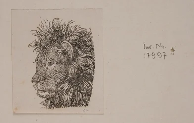 A Lion