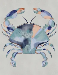 Coastal Blue Crab