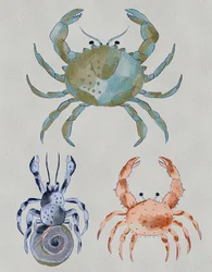Ocean Crabs
