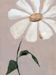 Soft White Daisy