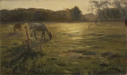 Horses on the meadow