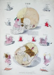 Bones of the Skull, from 