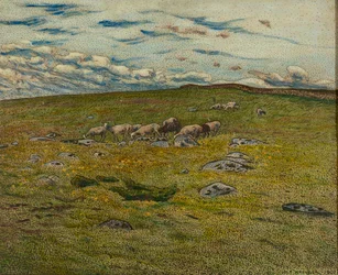Grazing Sheep