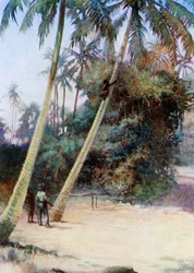 Climbing after green coconuts