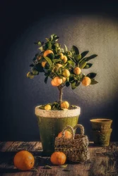 Rustic Citrus Still Life
