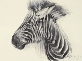 Baby Zebra