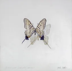 Graphium (Pazala) eurosus