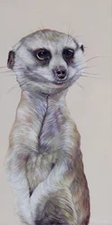 Meerkat 1