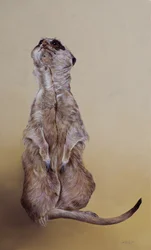 Meerkat 3