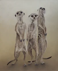 Meerkats