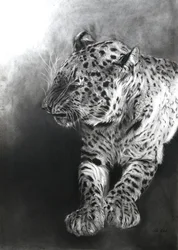 Panthera pardus 2