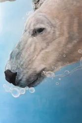 Polar bear ballet (detail)
