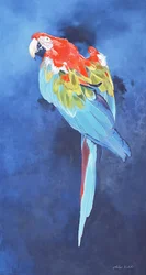 Red and Blue Macaw