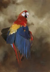 Scarlet Macaw 1, 2000