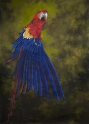 Scarlet macaw 2