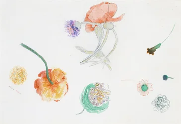 Sketch of Flowers