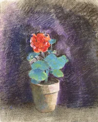 Geranium