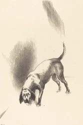 The Dog
