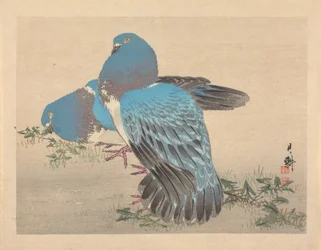 Pigeons