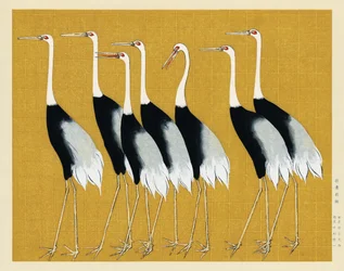 Japanese Red Crown Crane