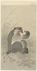 Monkey with Insect
